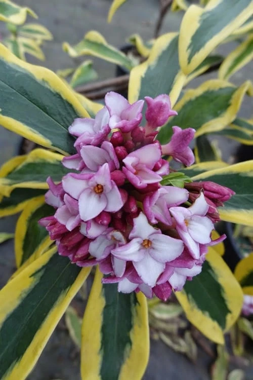 Maejima Variegated Pink Winter Daphne - 1 Gallon Pot 1 Maejima Variegated Pink Winter Daphne - 1 Gallon Pot