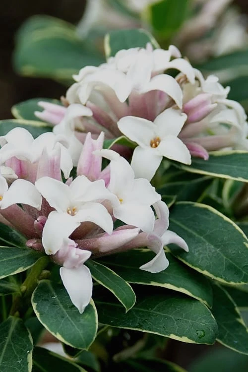 Summer Ice Daphne - 2 Gallon Pot 1 Summer Ice Daphne - 2 Gallon Pot