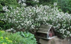 Summer Ice Daphne - 2 Gallon Pot 8 Summer Ice Daphne - 2 Gallon Pot -Garden Plant Shop Daphne Summer Ice 4 1