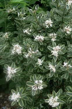 Summer Ice Daphne - 5 Gallon Pot -Garden Plant Shop Daphne Summer Ice 6 2