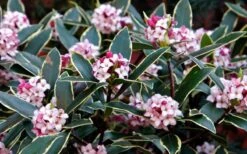Variegated Pink Winter Daphne - 1 Gallon Pot -Garden Plant Shop Daphne odora Aureo Marginata 1