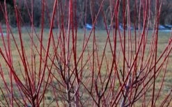 Flamingo Dappled Willow (Shrub Form) - 1 Gallon Pot 12 Flamingo Dappled Willow (Shrub Form) - 1 Gallon Pot -Garden Plant Shop Dappled Willow Tree Stems 1