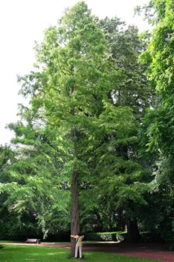 Dawn Redwood Tree (Metasequoia Glyptostroboides) - 1 Gallon Pot -Garden Plant Shop Dawn Redwood 1 1