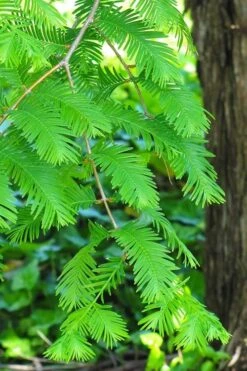 Dawn Redwood Tree - Metasequoia Glyptostroboides - 5 Gallon Pot -Garden Plant Shop Dawn Redwood 2 2