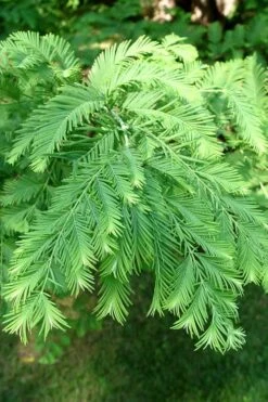 Dawn Redwood Tree (Metasequoia Glyptostroboides) - 3 Gallon Pot -Garden Plant Shop Dawn Redwood 3