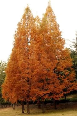 Dawn Redwood Tree (Metasequoia Glyptostroboides) - 1 Gallon Pot -Garden Plant Shop Dawn Redwood 4 1