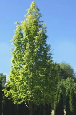 Dawn Redwood Tree (Metasequoia Glyptostroboides) - 3 Gallon Pot -Garden Plant Shop Dawn Redwood 5