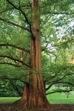 Dawn Redwood Tree (Metasequoia Glyptostroboides) - 1 Gallon Pot -Garden Plant Shop Dawn Redwood 6 1