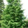 Dawn Redwood Tree - Metasequoia Glyptostroboides - 5 Gallon Pot