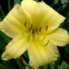 Big Time Happy Daylily - 1 Gallon Pot