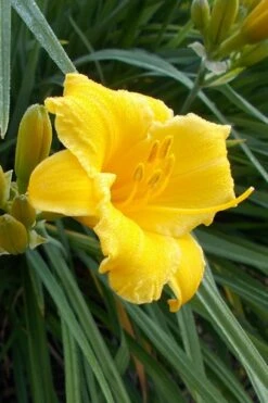Evergreen Stella Daylily - 1 Gallon Pot -Garden Plant Shop Daylily Evergreen Stella 1
