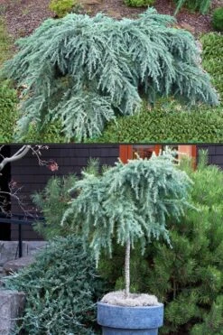 Feelin Blue Deodar Cedar (Single Trunk Tree Form) - 3 Gallon Pot 7 Feelin Blue Deodar Cedar (Single Trunk Tree Form) - 3 Gallon Pot -Garden Plant Shop Deodar Cedar Feelin Blue 500x750 4