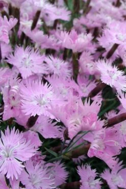 Bath's Pink Dianthus - 5 Pack Of Quart Pots -Garden Plant Shop Dianthus Baths Pink 10
