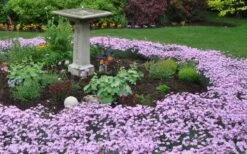 Bath's Pink Dianthus - 5 Pack Of Quart Pots -Garden Plant Shop Dianthus Baths Pink 7