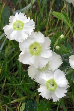 Charles Musgrave White Dianthus - 1 Gallon Pot 10 Charles Musgrave White Dianthus - 1 Gallon Pot -Garden Plant Shop Dianthus Charles Margrave 2
