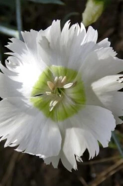 Charles Musgrave White Dianthus - 1 Gallon Pot 11 Charles Musgrave White Dianthus - 1 Gallon Pot -Garden Plant Shop Dianthus Charles Margrave 3