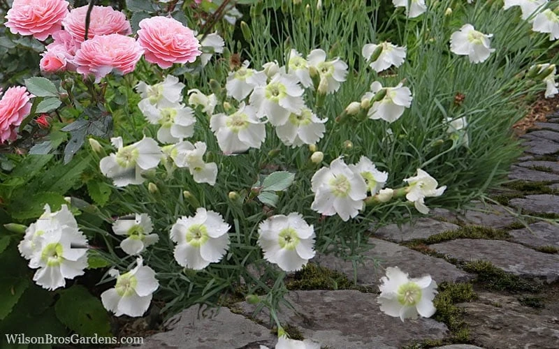 Charles Musgrave White Dianthus - 1 Gallon Pot 4 Charles Musgrave White Dianthus - 1 Gallon Pot - Image 4