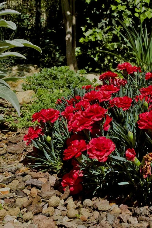 Super Trouper Velvet Red Dianthus - 2 Pack Of Quart Pots 1 Super Trouper Velvet Red Dianthus - 2 Pack Of Quart Pots