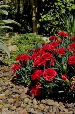 Super Trouper Velvet Red Dianthus (Carnation) - 10 Pack Of Quart Pots -Garden Plant Shop Dianthus Super Trouper Velvet Red 1 2