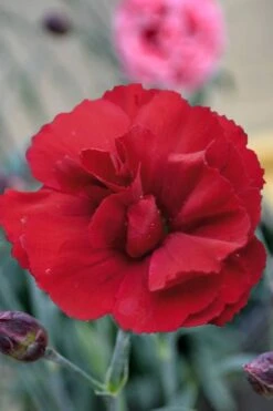 Super Trouper Velvet Red Dianthus - 2 Pack Of Quart Pots 7 Super Trouper Velvet Red Dianthus - 2 Pack Of Quart Pots -Garden Plant Shop Dianthus Super Trouper Velvet Red 2