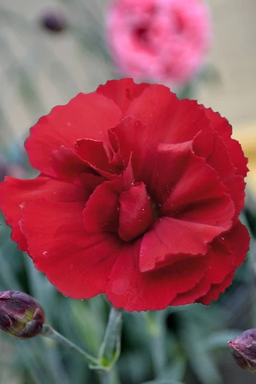 Super Trouper Velvet Red Dianthus - 2 Pack Of Quart Pots 4 Super Trouper Velvet Red Dianthus - 2 Pack Of Quart Pots - Image 4