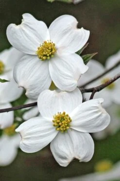 Appalachian Spring White Dogwood - 5 Gallon Pot 10 Appalachian Spring White Dogwood - 5 Gallon Pot -Garden Plant Shop Dogwood Appalachian Spring 2