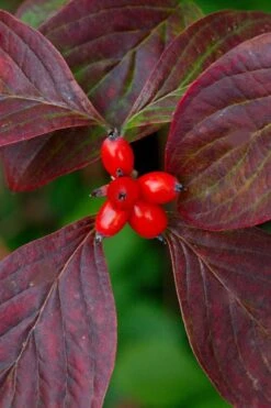 Appalachian Spring White Dogwood - 5 Gallon Pot 11 Appalachian Spring White Dogwood - 5 Gallon Pot -Garden Plant Shop Dogwood Appalachian Spring 3