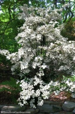 Appalachian Spring White Dogwood - 5 Gallon Pot 9 Appalachian Spring White Dogwood - 5 Gallon Pot -Garden Plant Shop Dogwood Appalachian Spring 4
