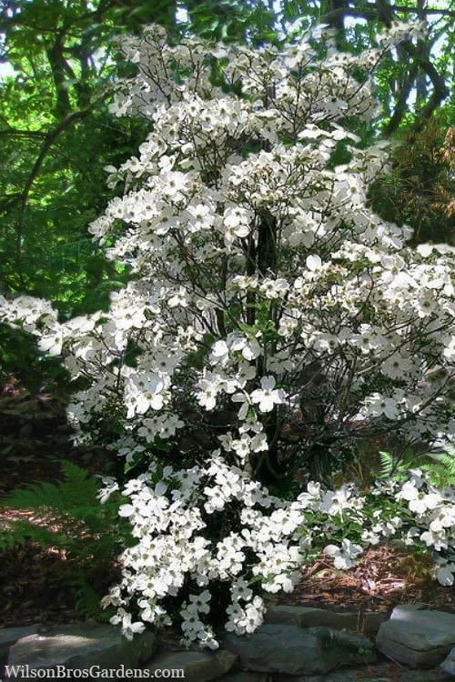 Appalachian Spring White Dogwood - 5 Gallon Pot 4 Appalachian Spring White Dogwood - 5 Gallon Pot - Image 4
