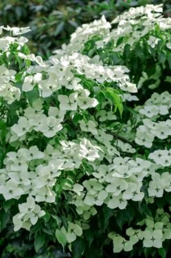 Blue Ray White Chinese Dogwood - Cornus Kousa - 5 Gallon Pot