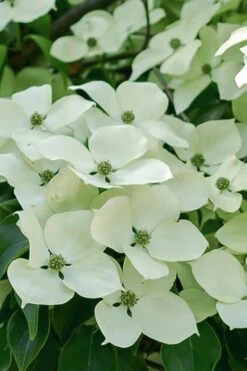 Blue Ray White Chinese Dogwood - Cornus Kousa - 2 Gallon Pot 13 Blue Ray White Chinese Dogwood - Cornus Kousa - 2 Gallon Pot -Garden Plant Shop Dogwood Blue Ray 16 1