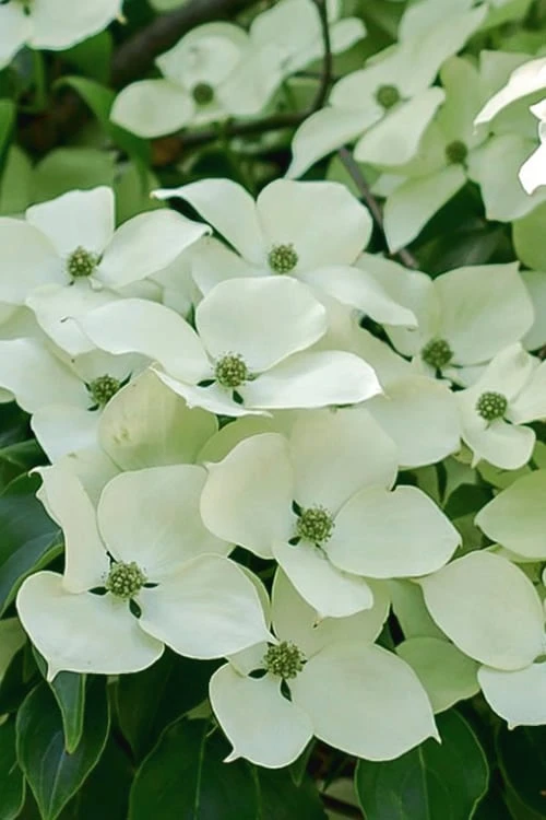 Blue Ray White Chinese Dogwood - Cornus Kousa - 2 Gallon Pot 7 Blue Ray White Chinese Dogwood - Cornus Kousa - 2 Gallon Pot - Image 7