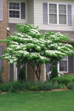 Blue Ray White Chinese Dogwood - Cornus Kousa - 5 Gallon Pot 10 Blue Ray White Chinese Dogwood - Cornus Kousa - 5 Gallon Pot -Garden Plant Shop Dogwood Blue Ray 4