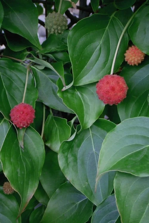 Blue Ray White Chinese Dogwood - Cornus Kousa - 2 Gallon Pot 5 Blue Ray White Chinese Dogwood - Cornus Kousa - 2 Gallon Pot - Image 5