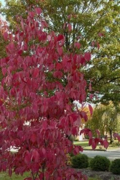 Blue Ray White Chinese Dogwood - Cornus Kousa - 5 Gallon Pot 12 Blue Ray White Chinese Dogwood - Cornus Kousa - 5 Gallon Pot -Garden Plant Shop Dogwood Blue Ray 7