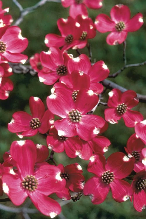 Cherokee Brave Red Dogwood Tree - Cornus Florida - 7 Gallon Pot 1 Cherokee Brave Red Dogwood Tree - Cornus Florida - 7 Gallon Pot