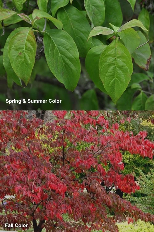 Cherokee Brave Red Dogwood Tree - Cornus Florida - 7 Gallon Pot 5 Cherokee Brave Red Dogwood Tree - Cornus Florida - 7 Gallon Pot - Image 5