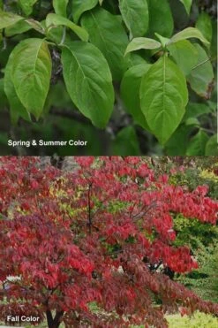 Cherokee Brave Red Dogwood Tree - Cornus Florida - 3 Gallon Pot -Garden Plant Shop Dogwood Cherokee Chief 7