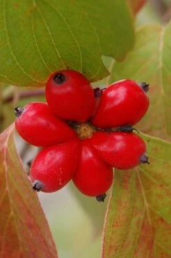 Cherokee Brave Red Dogwood Tree - Cornus Florida - 3 Gallon Pot -Garden Plant Shop Dogwood Cherokee Chief 8