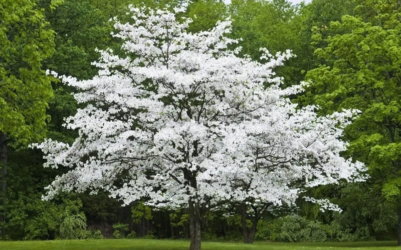 Jean's Appalachian Snow White Dogwood Tree - 7 Gallon Pot (4-5') 5 Jean's Appalachian Snow White Dogwood Tree - 7 Gallon Pot (4-5') - Image 5