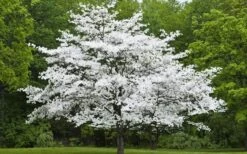 Jean's Appalachian Snow White Dogwood Tree - 3 Gallon Pot -Garden Plant Shop Dogwood Cherokee Princess 50 2