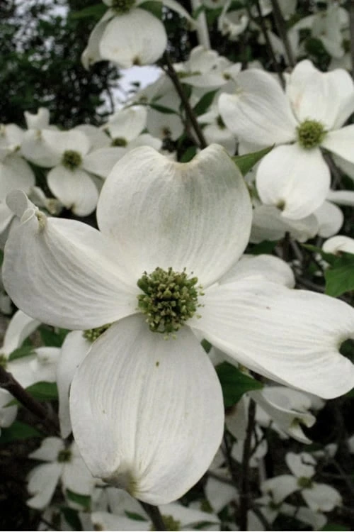 Cherokee Princess White Dogwood - 3 Gallon Pot 1 Cherokee Princess White Dogwood - 3 Gallon Pot