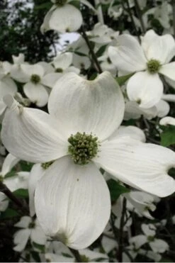 Jean's Appalachian Snow White Dogwood Tree - 5 Gallon Pot -Garden Plant Shop Dogwood Cherokee Princess 500x750 7