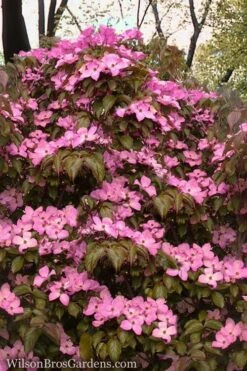 Pink Chinese Dogwood - Cornus Kousa 'Satomi' - 3 Gallon Pot -Garden Plant Shop Dogwood Chinese Pink Satomi 11 1