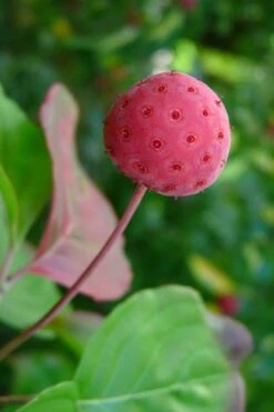 Pink Chinese Dogwood - Cornus Kousa 'Satomi' - 3 Gallon Pot -Garden Plant Shop Dogwood Chinese Pink Satomi 5 1