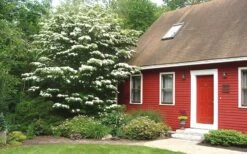 White Kousa Chinese Dogwood - Cornus Kousa - 2 Gallon Pot -Garden Plant Shop Dogwood Chinese White 1 4