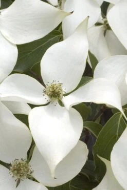 White Kousa Chinese Dogwood - Cornus Kousa - 5 Gallon Pot (5-6') -Garden Plant Shop Dogwood Chinese White 15 5