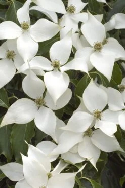 White Kousa Chinese Dogwood (Multi-Trunk) - 7 Gallon Pot (4-5') 10 White Kousa Chinese Dogwood (Multi-Trunk) - 7 Gallon Pot (4-5') -Garden Plant Shop Dogwood Chinese White 16