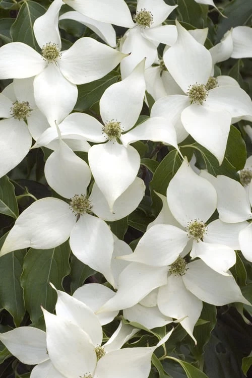 White Kousa Chinese Dogwood (Multi-Trunk) - 7 Gallon Pot (4-5') 4 White Kousa Chinese Dogwood (Multi-Trunk) - 7 Gallon Pot (4-5') - Image 4
