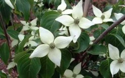 White Kousa Chinese Dogwood (Multi-Trunk) - 7 Gallon Pot (4-5') 13 White Kousa Chinese Dogwood (Multi-Trunk) - 7 Gallon Pot (4-5') -Garden Plant Shop Dogwood Chinese White 2